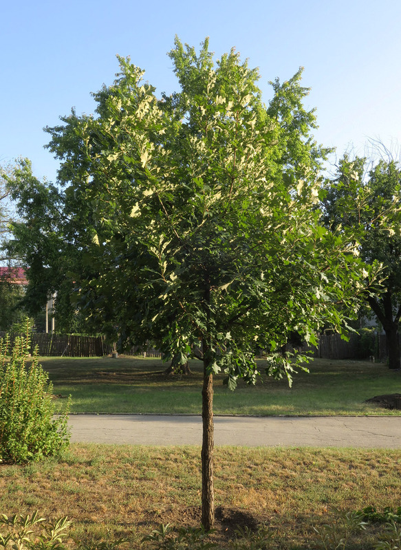 Дуб крупноплодный (Quercus macrocarpa)