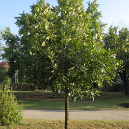 Дуб крупноплодный (Quercus macrocarpa)