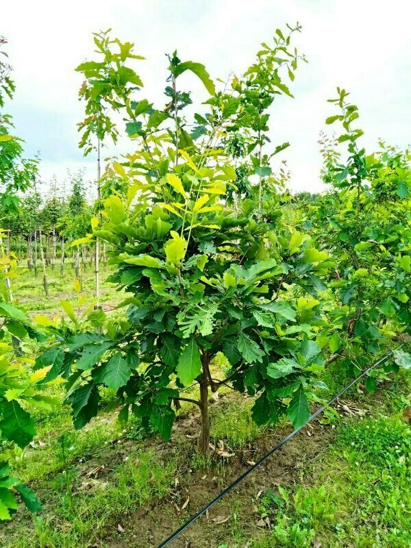 Дуб монгольский (Quercus mongolica)