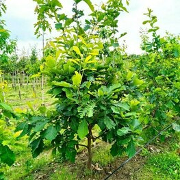 Дуб монгольский (Quercus mongolica)
