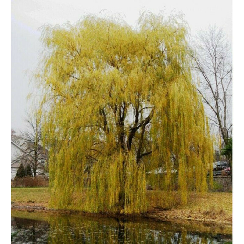 Ива гибридная оранжевокорая плакучая (Salix x hybrida)