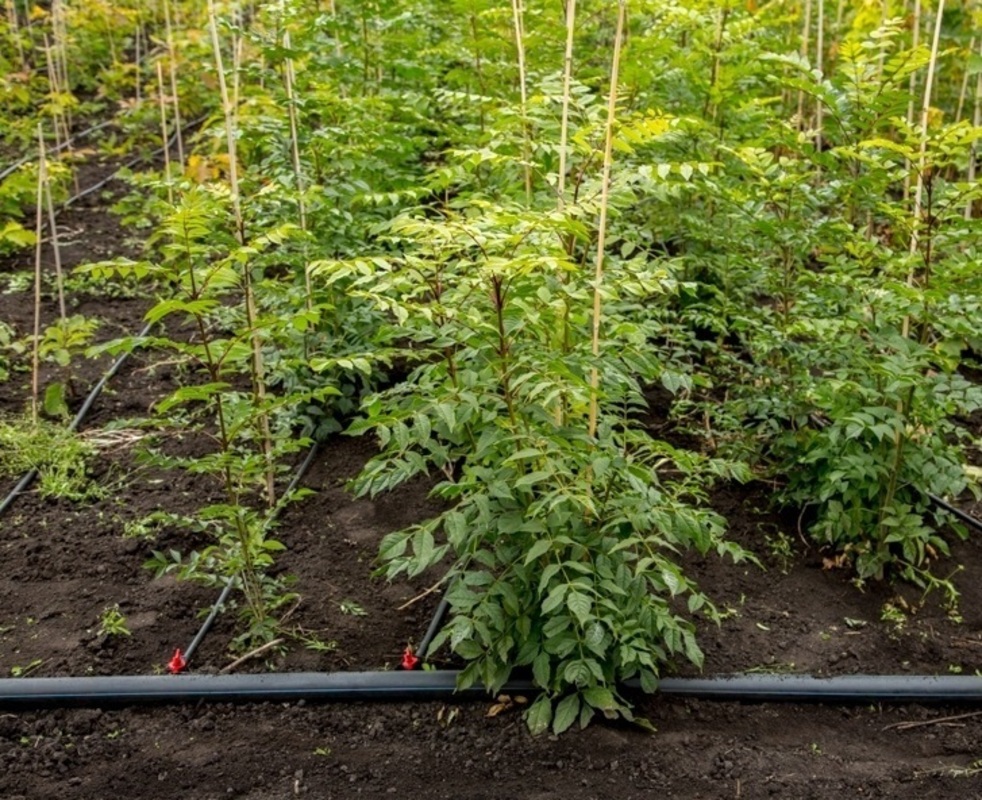 Ясень маньчжурский (Fraxinus mandshurica)