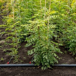 Ясень маньчжурский