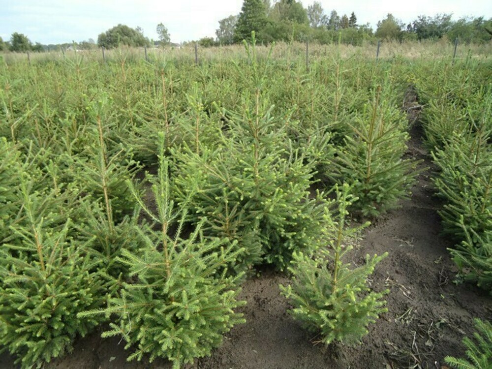 Ель сибирская (Picea obovata)