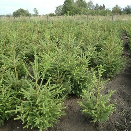 Ель сибирская (Picea obovata)