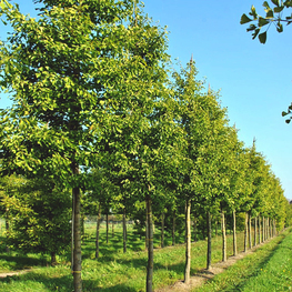 Гинкго двухлопастный (Ginkgo biloba)