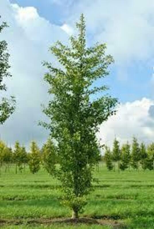Гинкго двухлопастный Фастигиата (Ginkgo biloba 'Fastigiata')