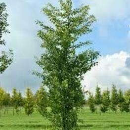 Гинкго двухлопастный Фастигиата (Ginkgo biloba 'Fastigiata')
