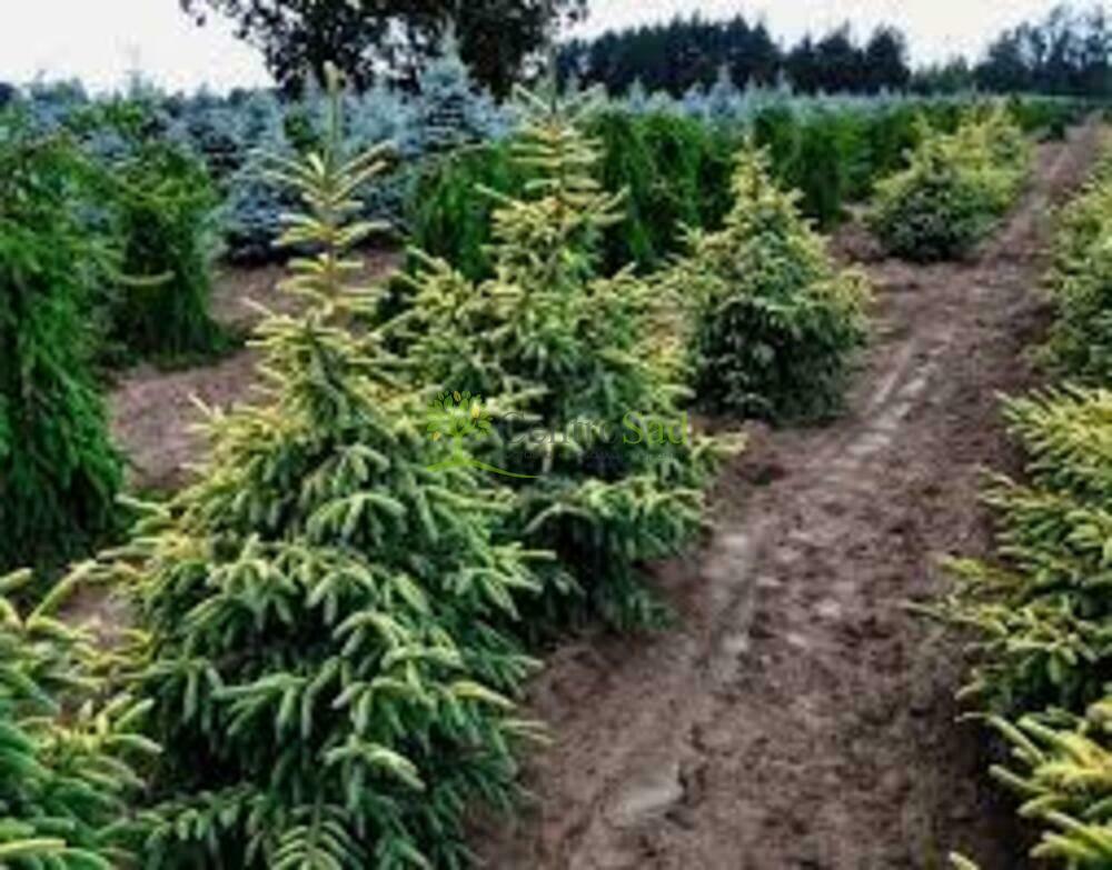 Ель черная "Aureovariegata"