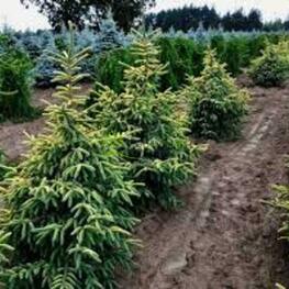 Ель черная Ауреовариегата (Picea mariana 'Aureovariegata')