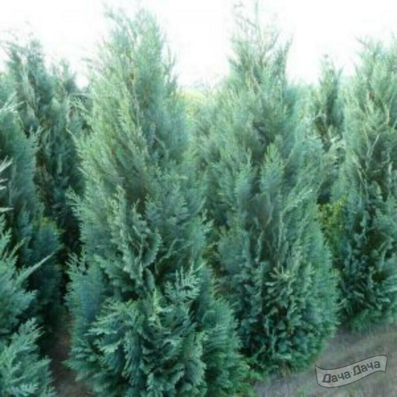Кипарисовик Лавсона Алюми (Chamaecyparis lawsoniana 'Alumii')