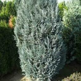 Кипарисовик Лавсона Ван Пелтс Блю (Chamaecyparis lawsoniana 'Van Pelt's Blue')