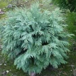 Кипарисовик Лавсона Глобоза (Chamaecyparis lawsoniana 'Globosa')