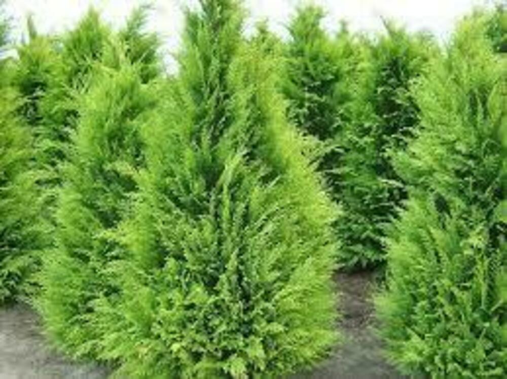 Кипарисовик Лавсона Стардаст (Chamaecyparis lawsoniana 'Stardust')