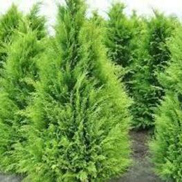 Кипарисовик Лавсона Стардаст (Chamaecyparis lawsoniana 'Stardust')