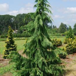 Кипарисовик нутканский Глаука (Chamaecyparis nootkatensis 'Glauca')