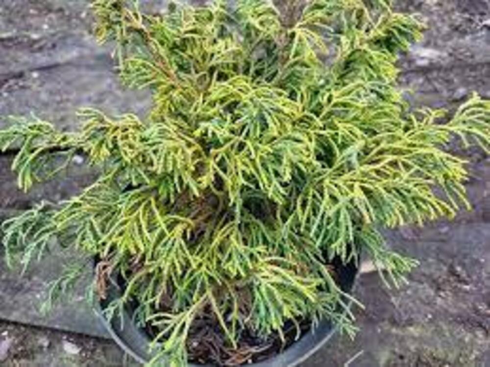 Кипарисовик тупой Цацуми Голд (Chamaecyparis obtusa 'Tsatsumi Gold')