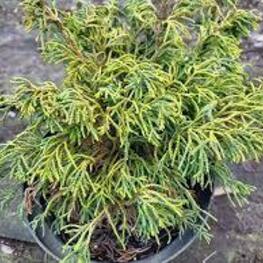 Кипарисовик тупой Цацуми Голд (Chamaecyparis obtusa 'Tsatsumi Gold')