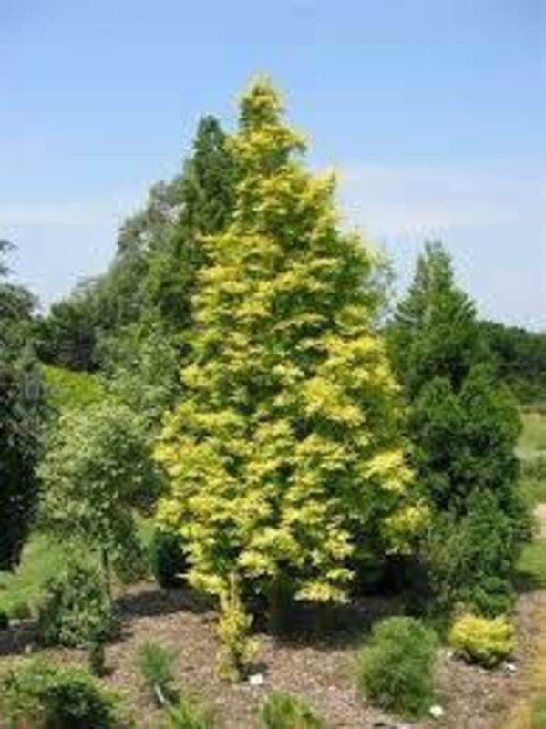 Метасеквойя глиптостробовидная (Metasequoia glyptostroboides)