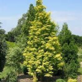 Метасеквойя глиптостробовидная (Metasequoia glyptostroboides)