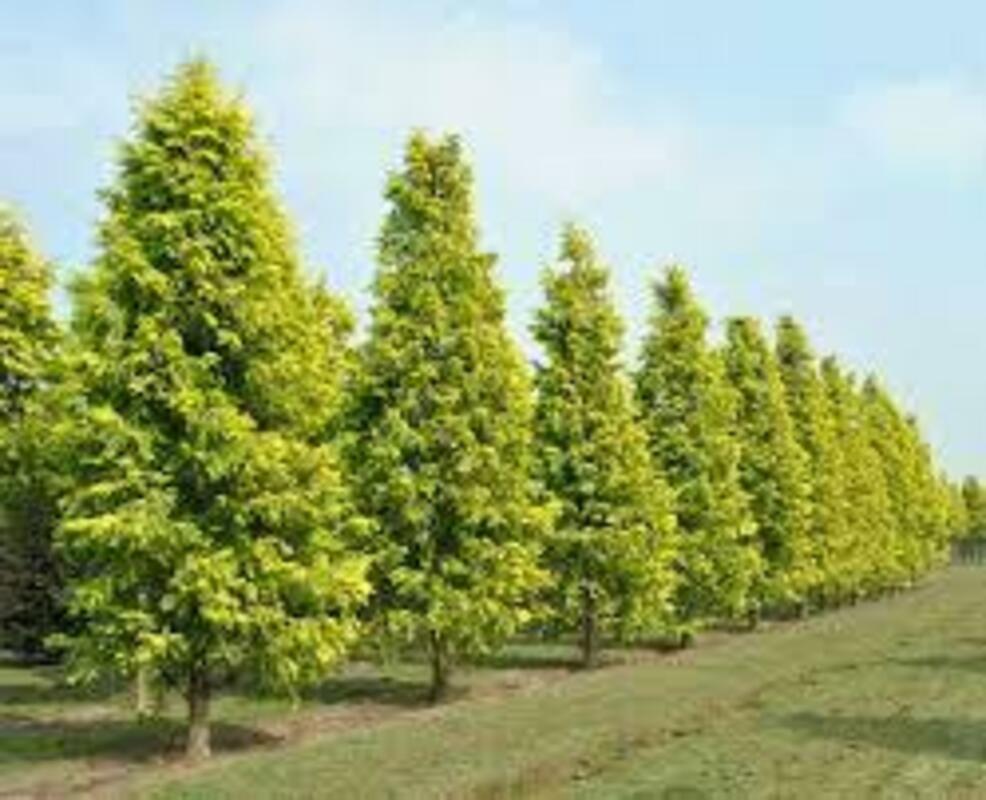Метасеквойя глиптостробовидная Голд Раш (Metasequoia glyptostroboides 'Gold Rush')