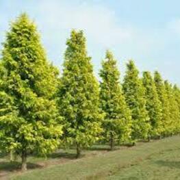 Метасеквойя глиптостробовидная Голд Раш (Metasequoia glyptostroboides 'Gold Rush')