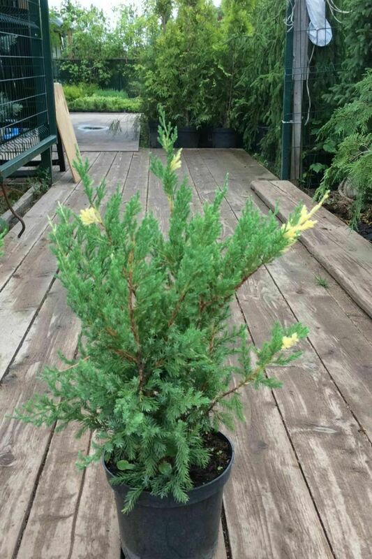 Можжевельник китайский Вариегата (Juniperus chinensis 'Variegata')