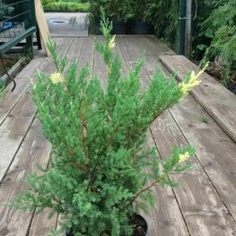 Можжевельник китайский Вариегата (Juniperus chinensis 'Variegata')