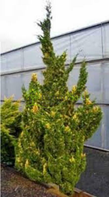 Можжевельник китайский Кайзука Вариегата (Juniperus chinensis 'Kaizuka Variegata')