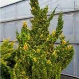 Можжевельник китайский Кайзука Вариегата (Juniperus chinensis 'Kaizuka Variegata')