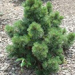 Сосна белокорая Индиго Айз (Pinus leucodermis 'Indigo Eyes')