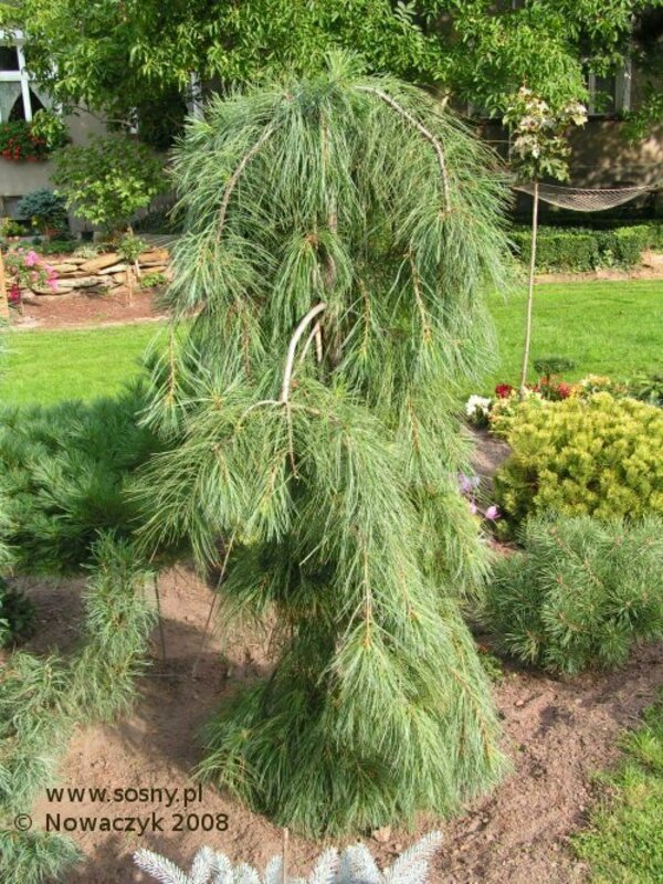 Сосна веймутова Пендула (Pinus strobus 'Pendula')