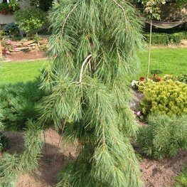 Сосна веймутова "Pendula"