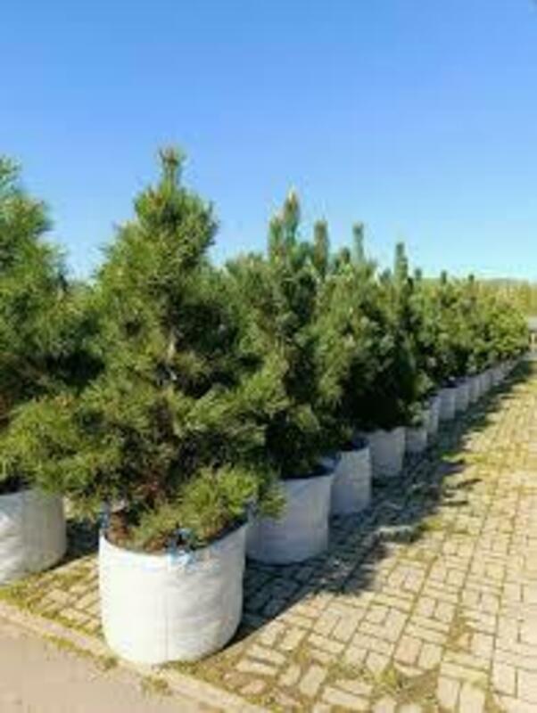 Сосна Гельдрейха Грис (Pinus heldreichii 'Greece')