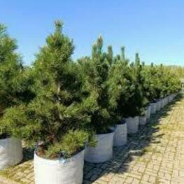 Сосна гельдрейха "Greece"