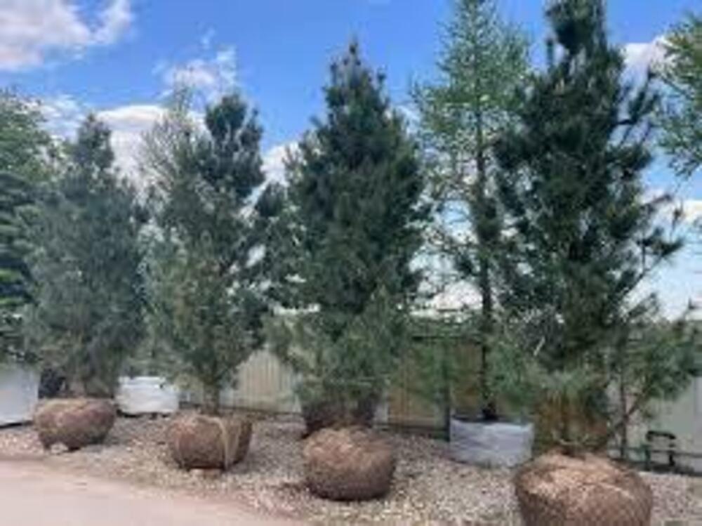 Сосна гибкая Глаука (Pinus flexilis 'Glauca')