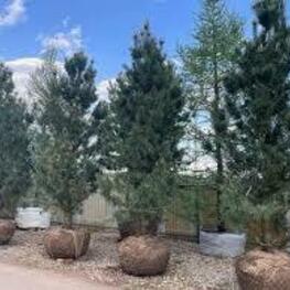 Сосна гибкая Глаука (Pinus flexilis 'Glauca')