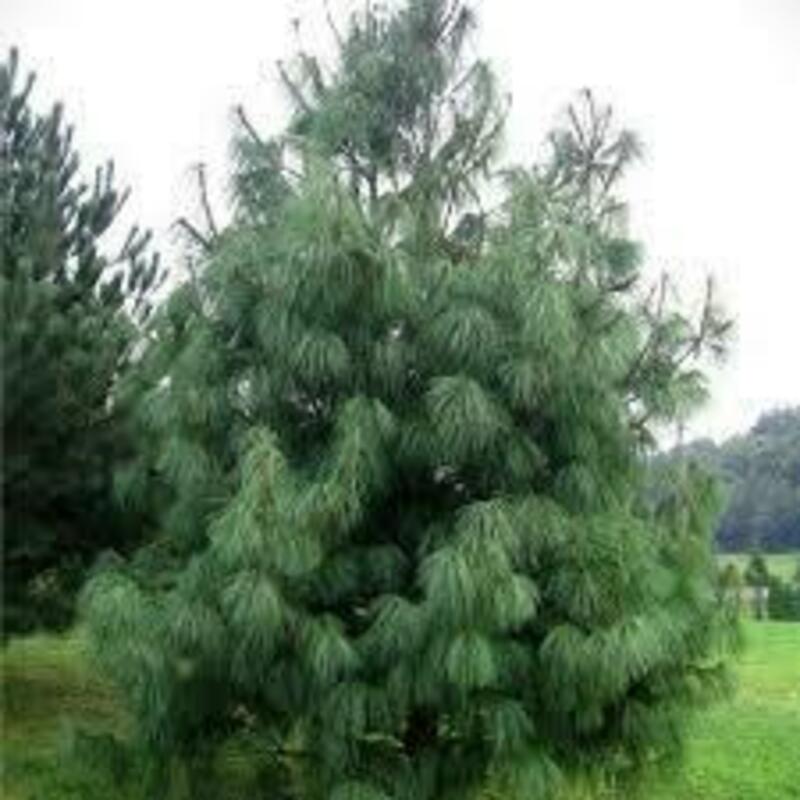 Сосна гималайская Гриффита (Pinus wallichiana)