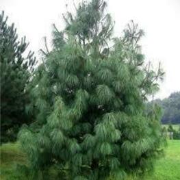 Сосна гималайская Гриффита (Pinus wallichiana)