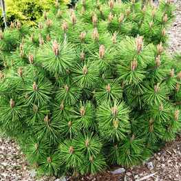 Сосна густоцветная Элис Веркаде (Pinus densiflora 'Alice Verkade')