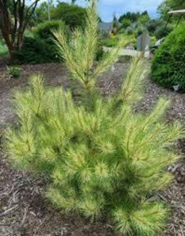 Сосна густоцветная " Burkes Red Variegata"