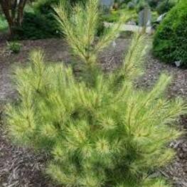 Сосна густоцветная Беркс Ред Вариегата (Pinus densiflora 'Burkes Red Variegata')