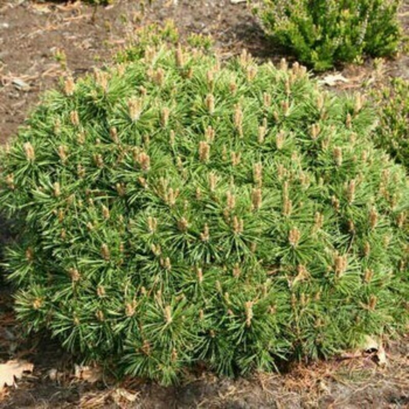 Сосна густоцветная Голден Гост (Pinus densiflora 'Golden Ghost')