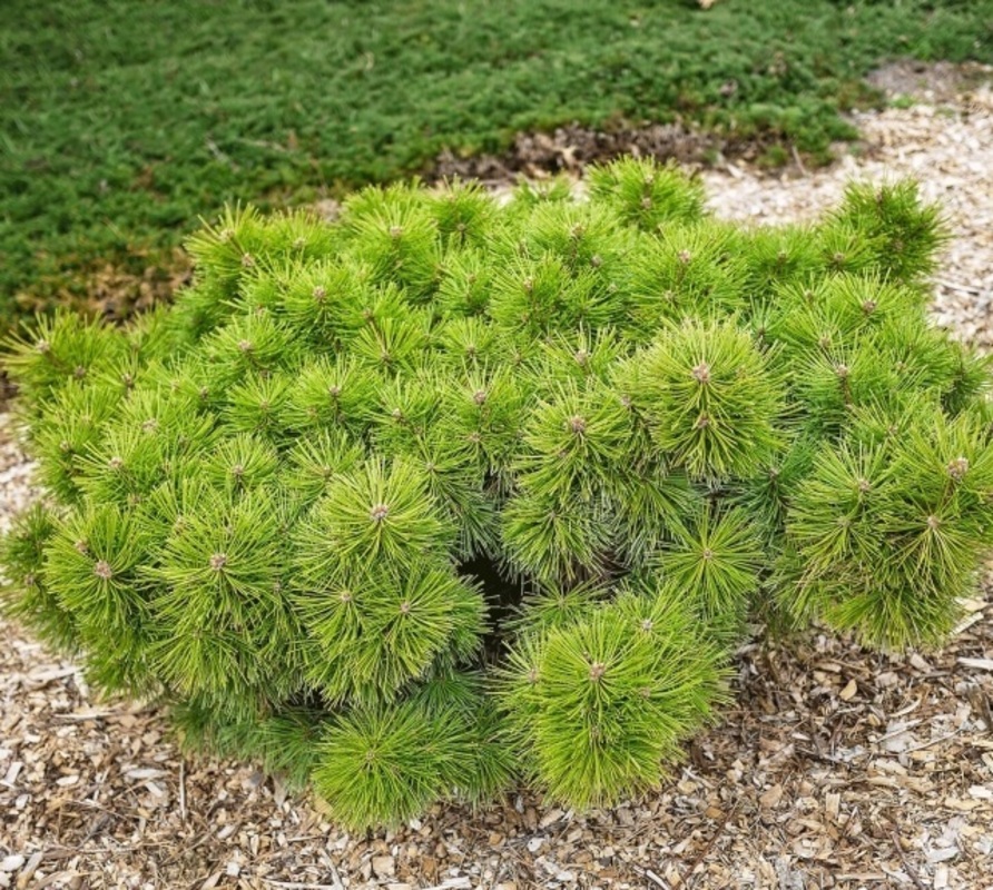 Сосна густоцветная Джейн Клуис (Pinus densiflora 'Jane Kluis')