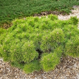 Сосна густоцветная Джейн Клуис (Pinus densiflora 'Jane Kluis')