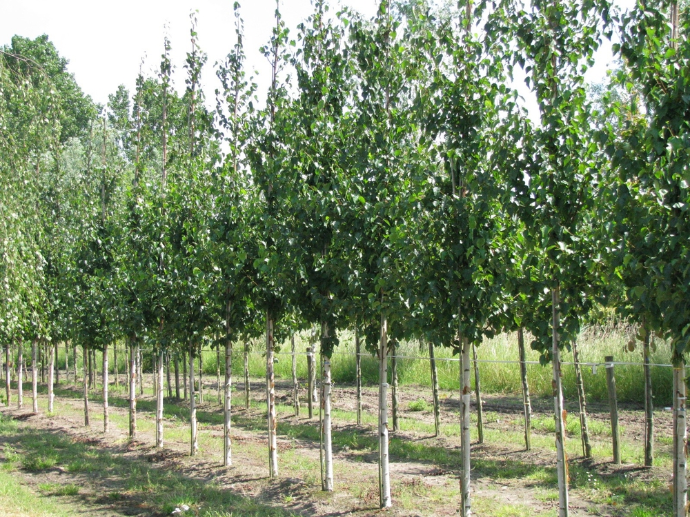 Береза Эрмана Холланд (Betula ermanii 'Holland')