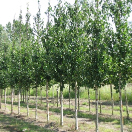 Береза Эрмана Холланд (Betula ermanii 'Holland')