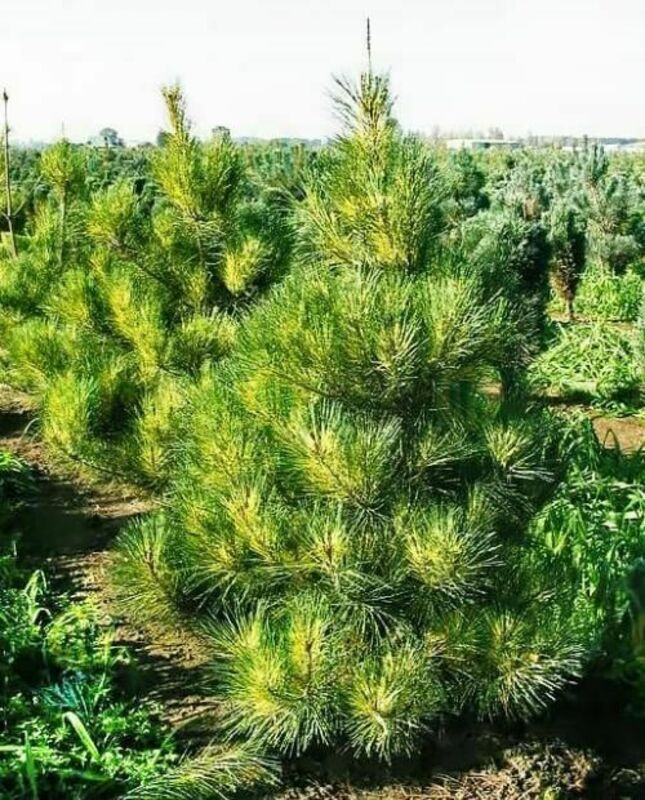 Сосна густоцветная "Oculus Draconis"