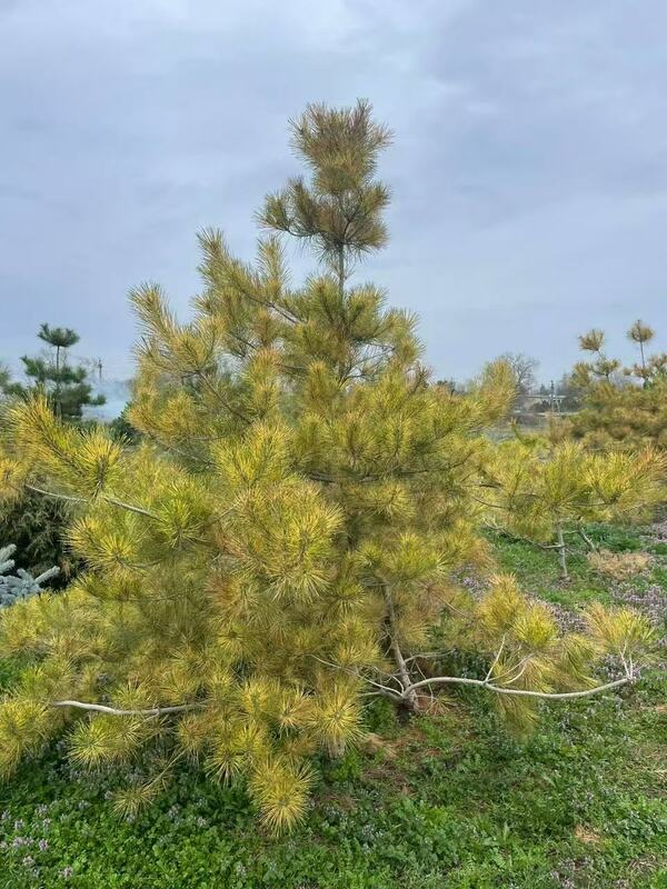 Сосна густоцветная Окулус Драконис (Pinus densiflora 'Oculus Draconis')