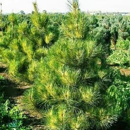 Сосна густоцветная "Oculus Draconis"